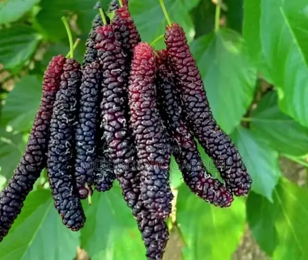 Pakistani Mulberry Seedling Plant (Long Mulberry) - 1