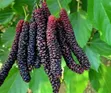 Pakistani Mulberry Seedling Plant (Long Mulberry) - 1