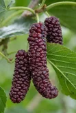 Pakistani Mulberry Seedling Plant (Long Mulberry) - 2