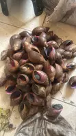 Ginger and Snails - 3