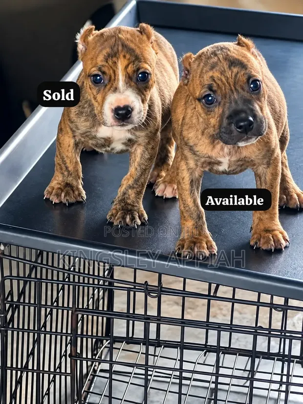 1-3 Month Old Male Purebred American Pit Bull Terrier - 1