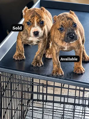 1-3 Month Old Male Purebred American Pit Bull Terrier
