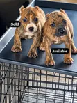 1-3 Month Old Male Purebred American Pit Bull Terrier - 1