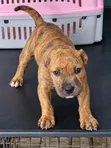 1-3 Month Old Male Purebred American Pit Bull Terrier - 2