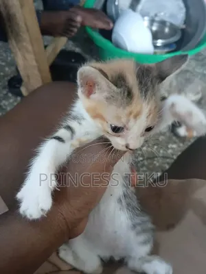 Female Purebred Cat, 1-3 Months Old