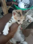 Female Purebred Cat, 1-3 Months Old - 1