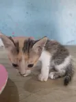 Female Purebred Cat, 1-3 Months Old - 2