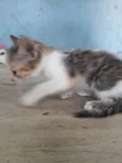 Female Purebred Cat, 1-3 Months Old - 3