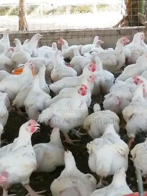 10 Weeks Broilers - 400 Birds