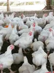 10 Weeks Broilers - 400 Birds - 1