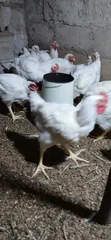10 Weeks Broilers - 400 Birds - 2