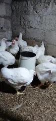 10 Weeks Broilers - 400 Birds - 3