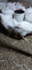 10 Weeks Broilers - 400 Birds - 4