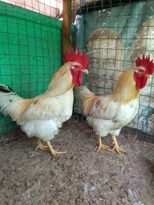 Organic Chickens for Sale