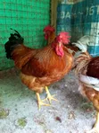 Organic Chickens for Sale - 2