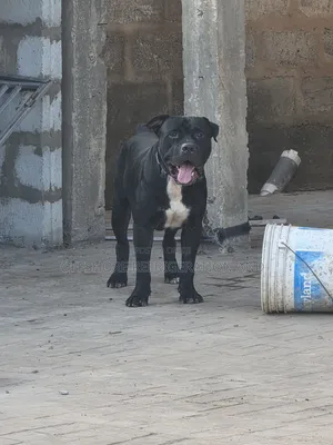 Male Mixed Breed American Pit Bull Terrier (1+ Year)