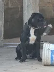 Male Mixed Breed American Pit Bull Terrier (1+ Year) - 2