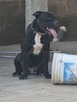 Male Mixed Breed American Pit Bull Terrier (1+ Year) - 3