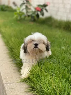 Purebred Shih Tzu Puppies - Male, 1-3 Months