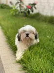 Purebred Shih Tzu Puppies - Male, 1-3 Months - 1