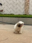 Purebred Shih Tzu Puppies - Male, 1-3 Months - 2