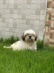 Purebred Shih Tzu Puppies - Male, 1-3 Months - 3
