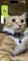 Foreign Cat Breeding/Crossing Service - 1