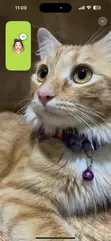 Foreign Cat Breeding/Crossing Service - 2