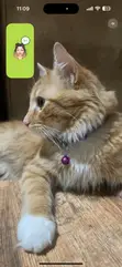 Foreign Cat Breeding/Crossing Service - 3