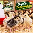 Day Old Hybrid Turkey Poults for Sale - 2