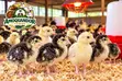 Day Old Hybrid Turkey Poults for Sale - 3