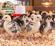 Day Old Hybrid Turkey Poults for Sale - 4