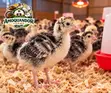 Day Old Hybrid Turkey Poults for Sale - 5