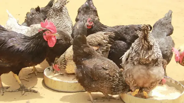 Matured Local Fowl for Sale - Healthy Cocks and Hens - 1