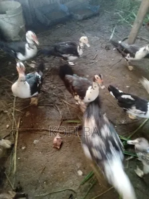Muscovy Laying Ducks