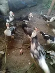 Muscovy Laying Ducks - 1