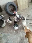 Muscovy Laying Ducks - 2