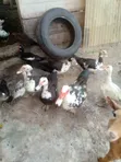 Muscovy Laying Ducks - 3