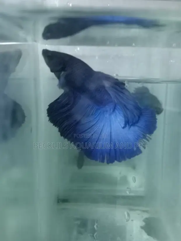 Full Moon Betta Fish - 1