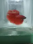 Full Moon Betta Fish - 2