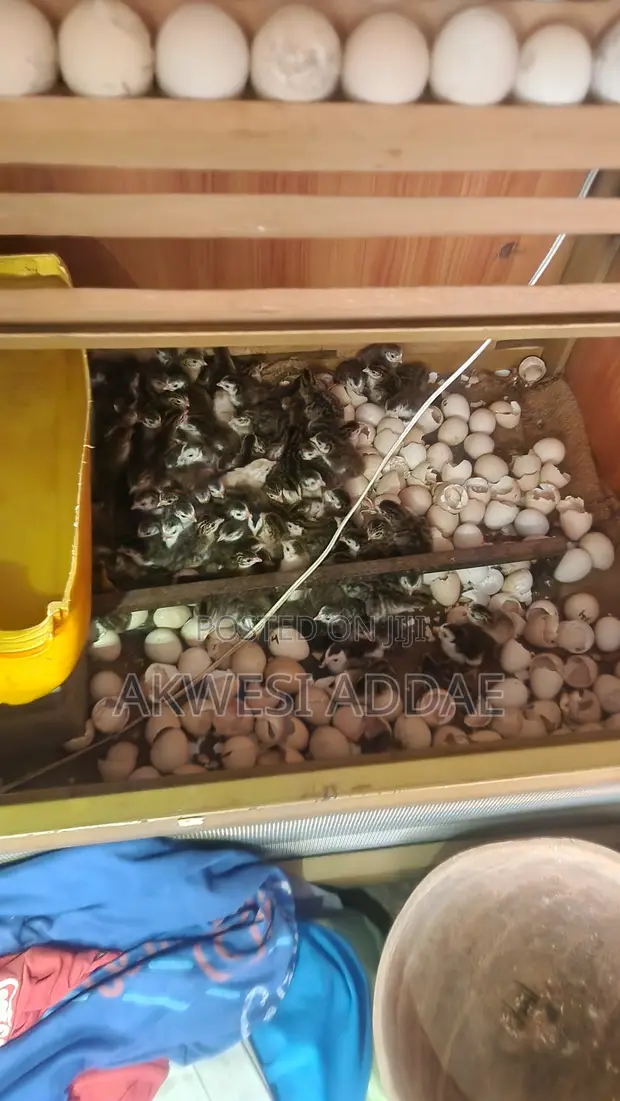 Guinea Fowls for Sale - 1