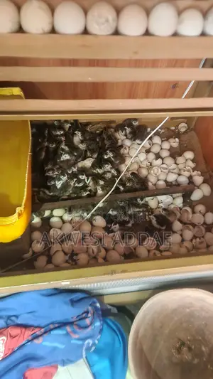 Guinea Fowls for Sale