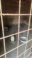 Guinea Fowls for Sale - 3