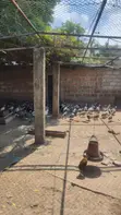 Guinea Fowls for Sale - 4