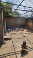 Guinea Fowls for Sale - 5