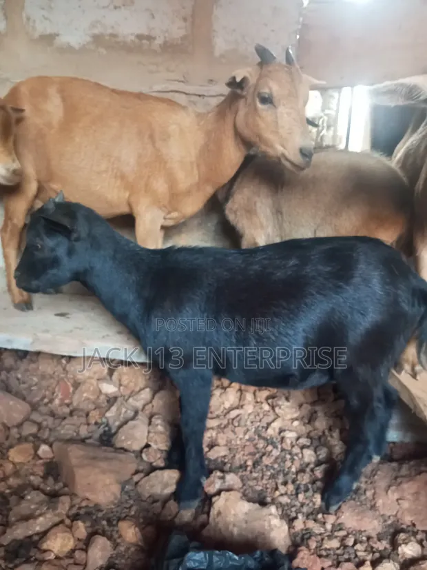 Pregnant Female Goats for Sale - 1