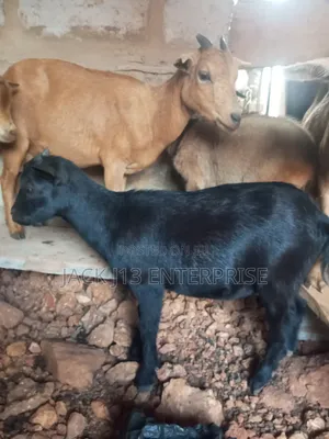 Pregnant Female Goats for Sale