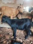 Pregnant Female Goats for Sale - 1