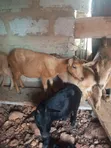 Pregnant Female Goats for Sale - 2
