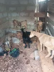 Pregnant Female Goats for Sale - 3